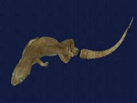 藏品(蝎虎)的圖片